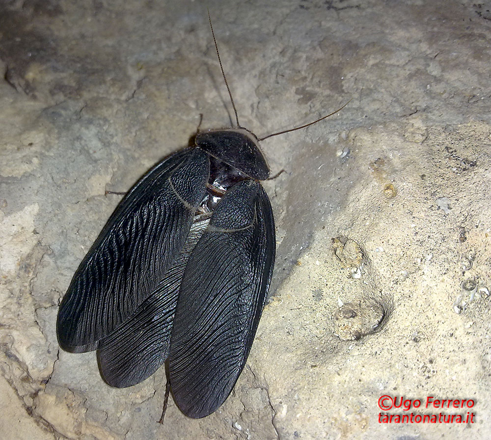 Polyphaga aegyptiaca (Linnaeus 1758)